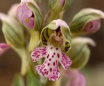 Orchidées sauvages © philapoitiers2014